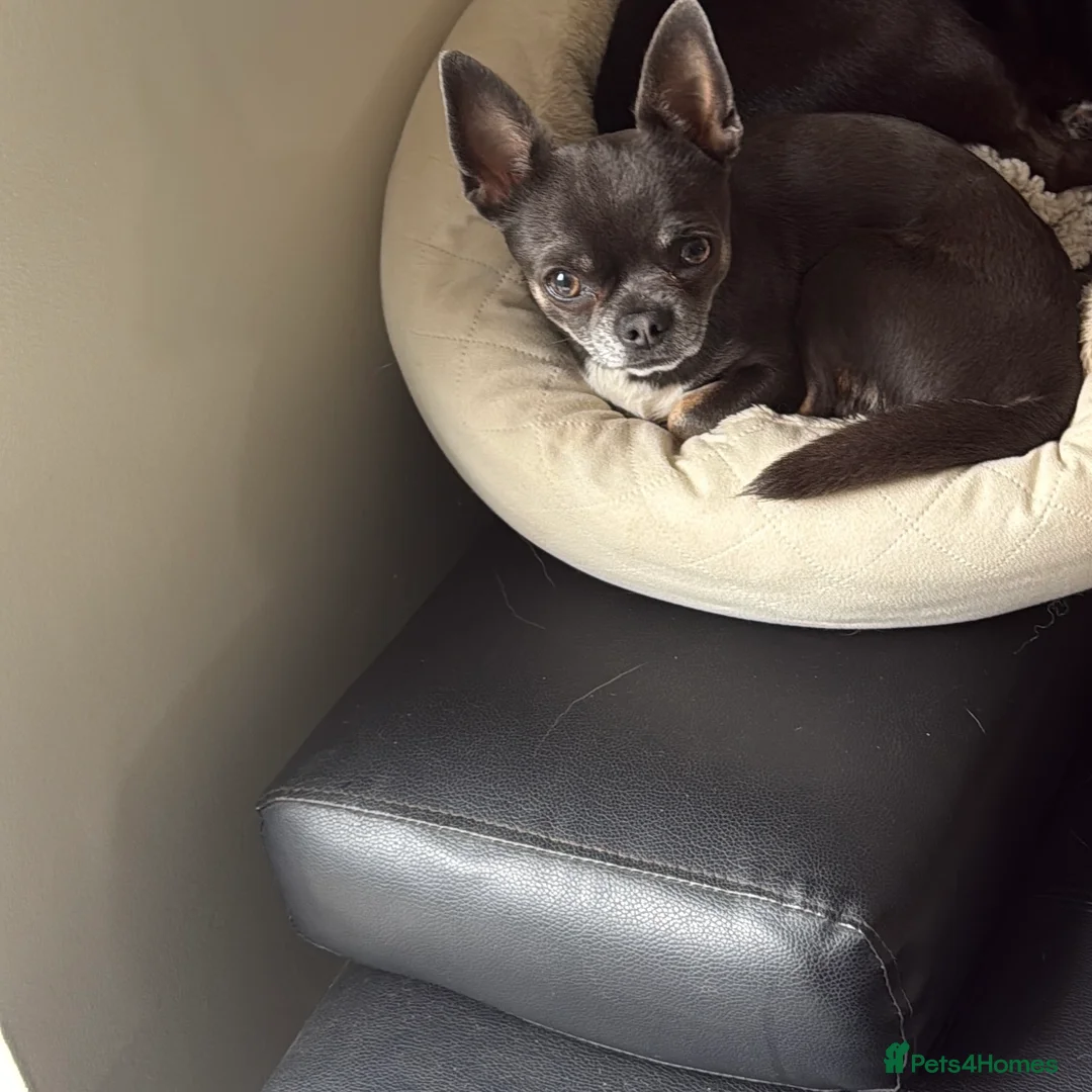 Chihuahua dogs for stud: Stud only. Full pedigree lilac chihuahua £300 - Advert 6