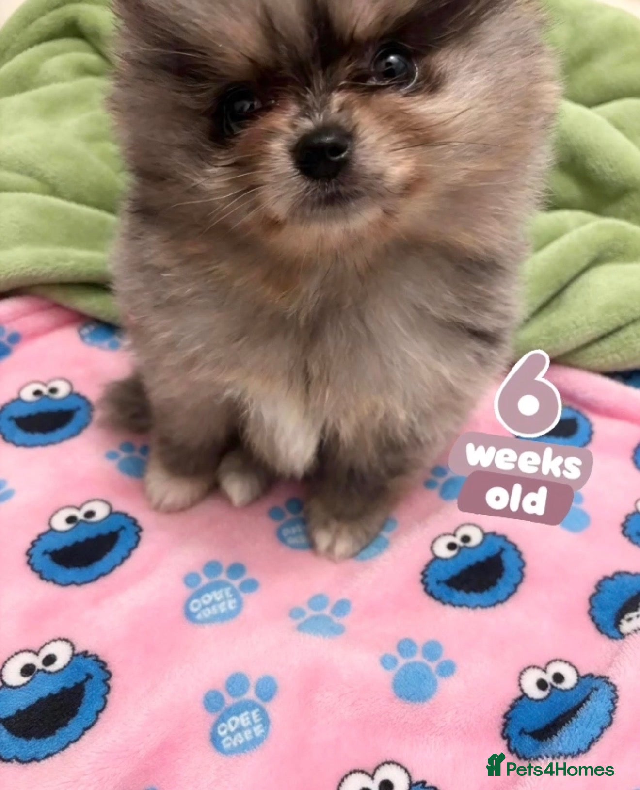 Pomeranian dogs ✨Four Mini Little Gems 💎🐾🐶✨💜🧡🩶🤎 - Advert 2