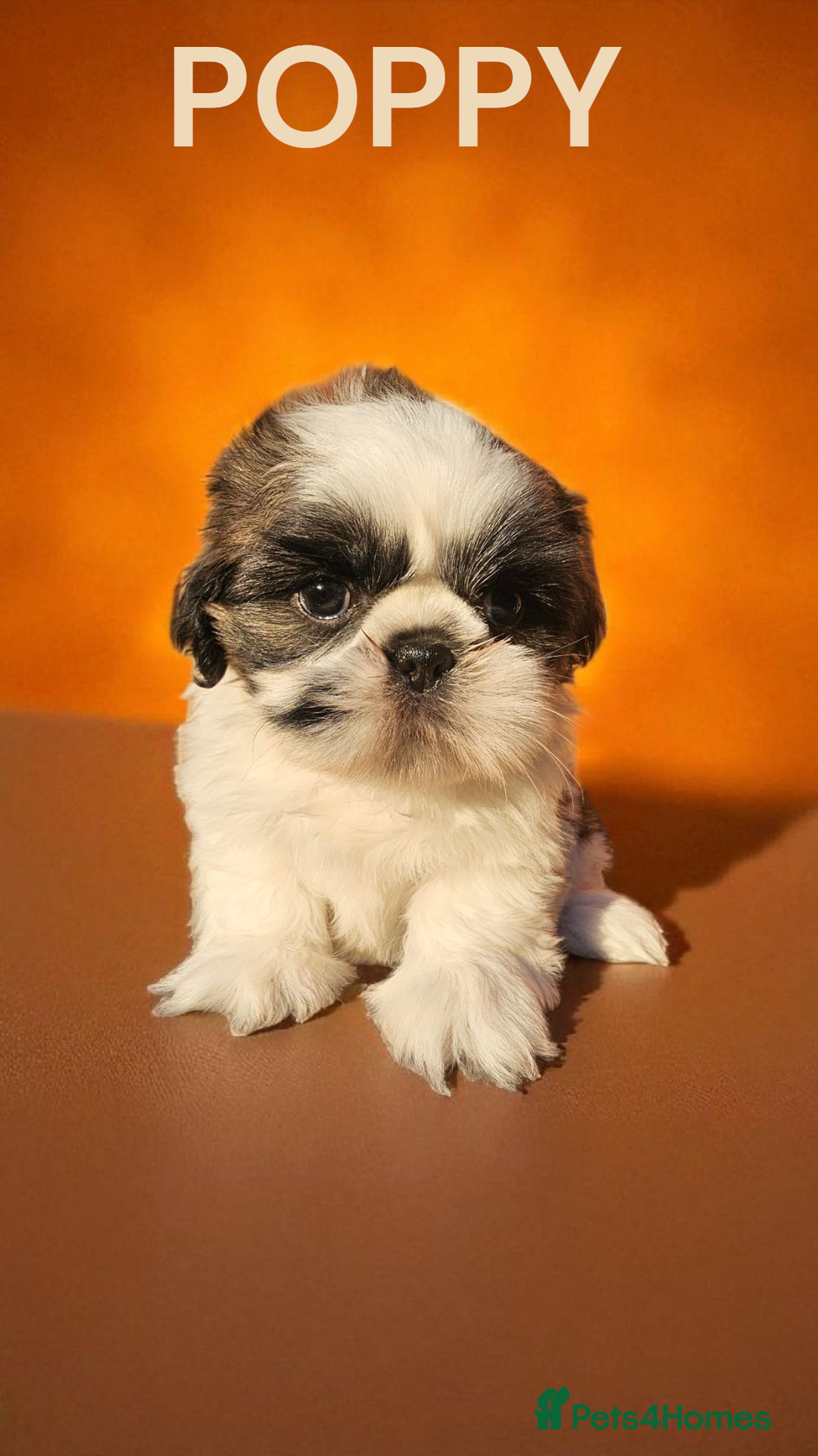 Shih Tzu dogs for sale: 💕🐶💕 STUNNING SHIH TZU 💕🐶💕 - Image 30