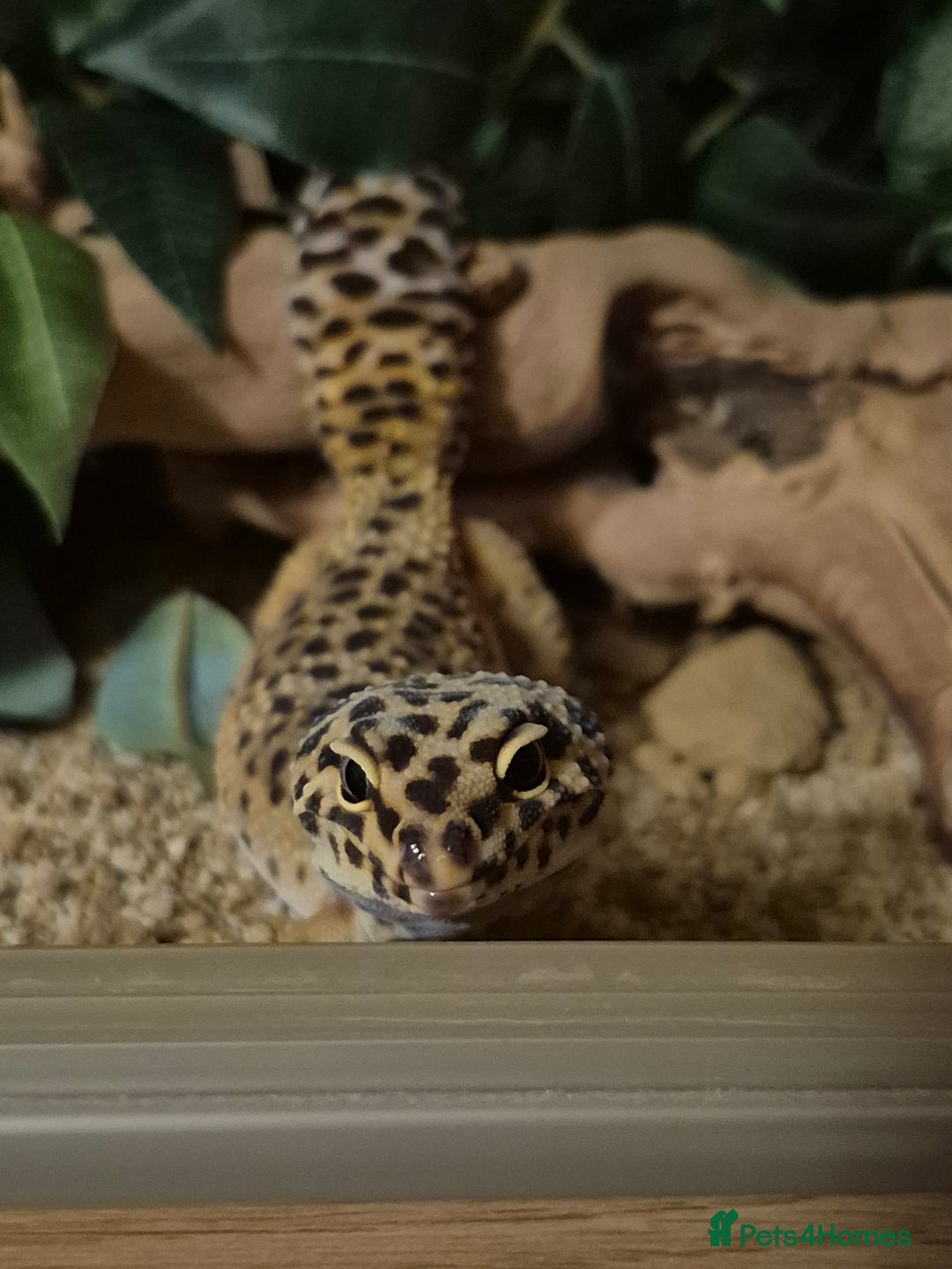 Leopard Gecko reptiles for sale: Kevin the leopard gecko - Image 4