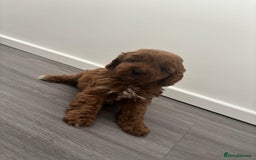 Cavapoo dogs for sale: F1 toy cavapoos health tested  - Image 2
