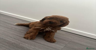 Cavapoo dogs - Advert 2