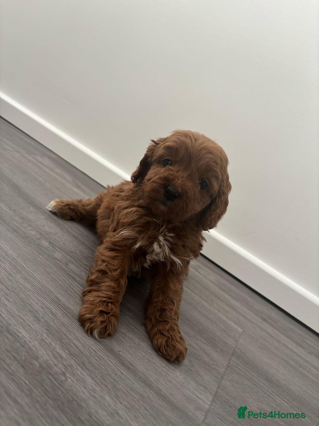 Cavapoo dogs for sale: F1 toy cavapoos health tested  - Image 2