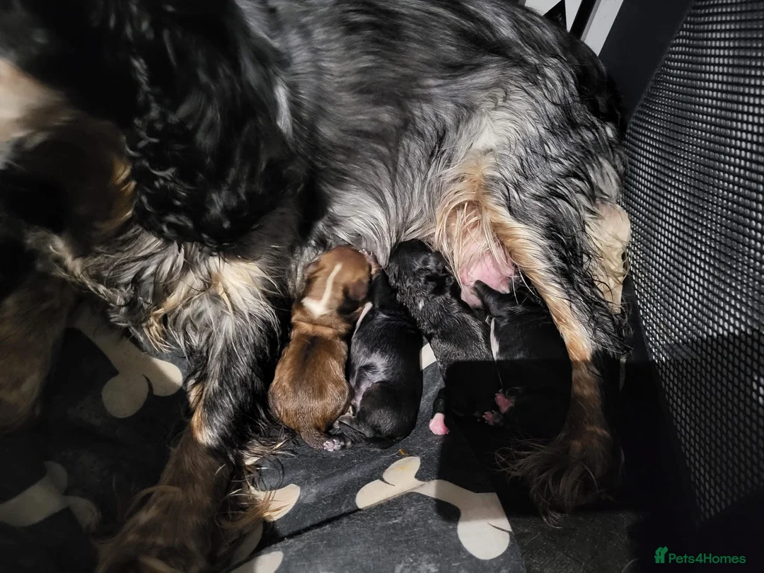 Miniature Poodle dogs for stud: 🏆PROVEN🏆 sable miniature poodle health tested in Havant - Advert 30