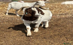 Goats livestock for sale: Pure bred boar billy - Image 3