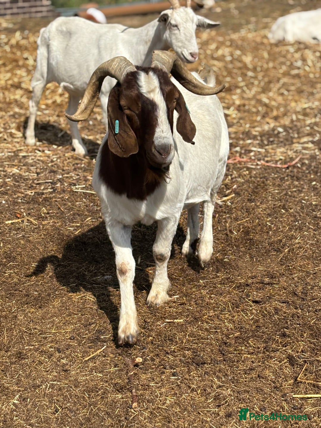 Goats livestock for sale: Pure bred boar billy - Image 3