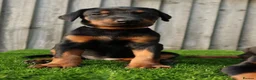 Dobermann dogs for sale: Quality European Dobermann Puppies - 2 Remaining - Advert 3