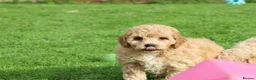 Poochon dogs for sale: Beautiful Poochon puppies for sale  - Advert 7