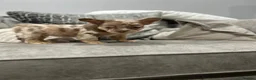 French Bulldog dogs for sale: French bulldogs  - Advert 20