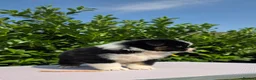 Australian Shepherd dogs for sale: Ready to leave Australian shepherd available - Advert 13