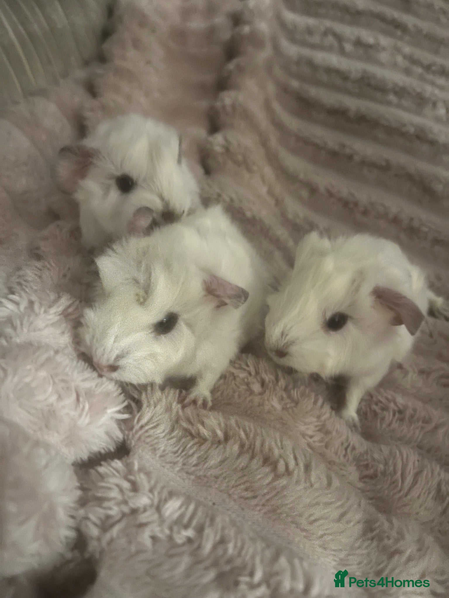 Guinea Pig rodents Baby Guinea Pigs - Advert 1