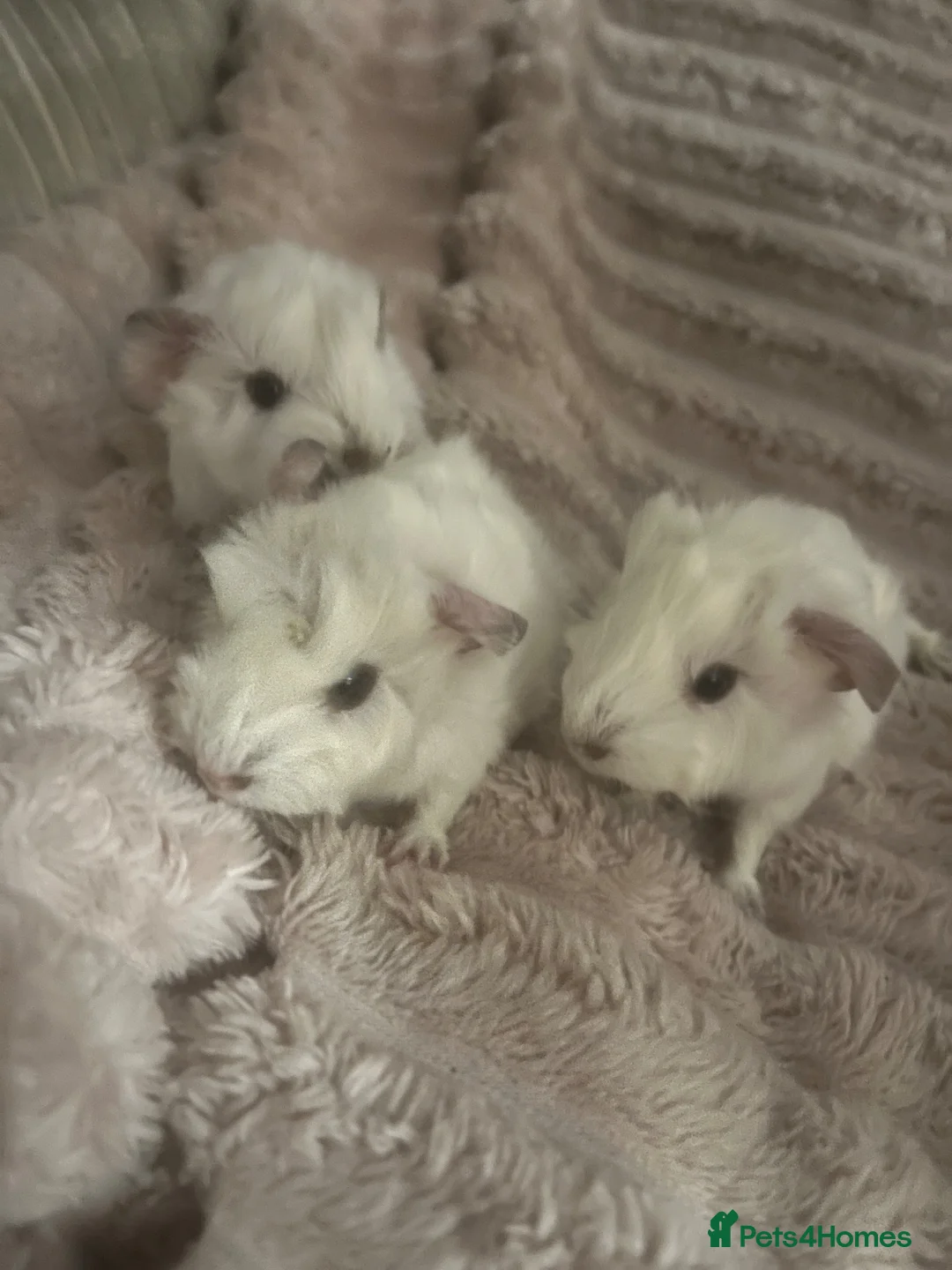 Guinea Pig rodents for sale: Baby Guinea Pigs - Advert 1