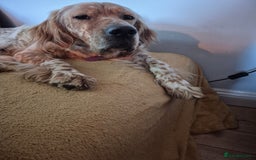 English Setter dogs for adoption: Benson - Image 2
