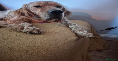 English Setter dogs - Advert 2