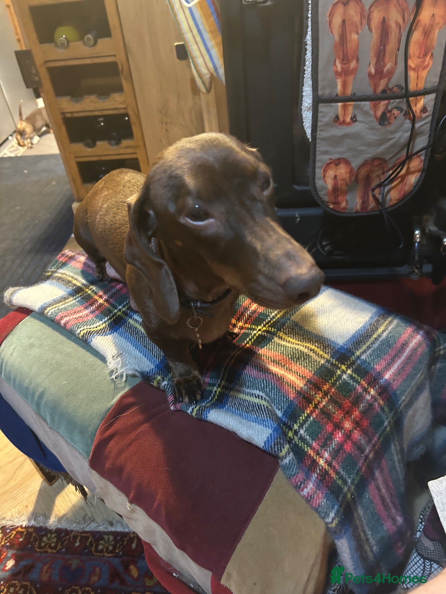 Miniature Dachshund dogs Dapple female - Advert 1