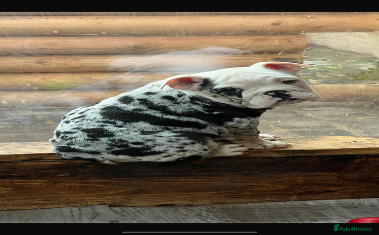 English Bulldog dogs English bulldog - Advert 1