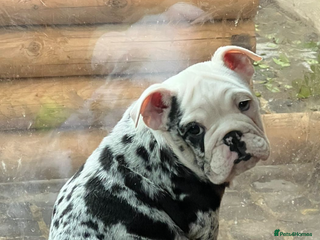 English Bulldog dogs English bulldog - Advert 1