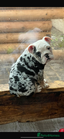 English Bulldog dogs English bulldog - Advert 1