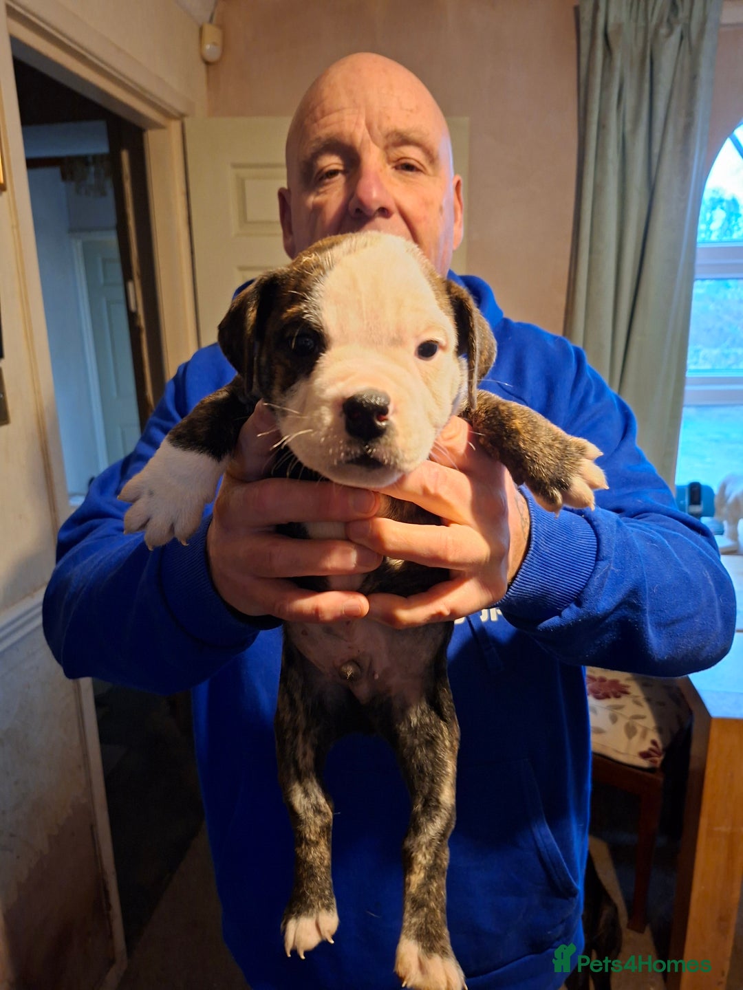 Mixed Breed dogs for sale: Big beautiful Bull Staffs  - Advert 9