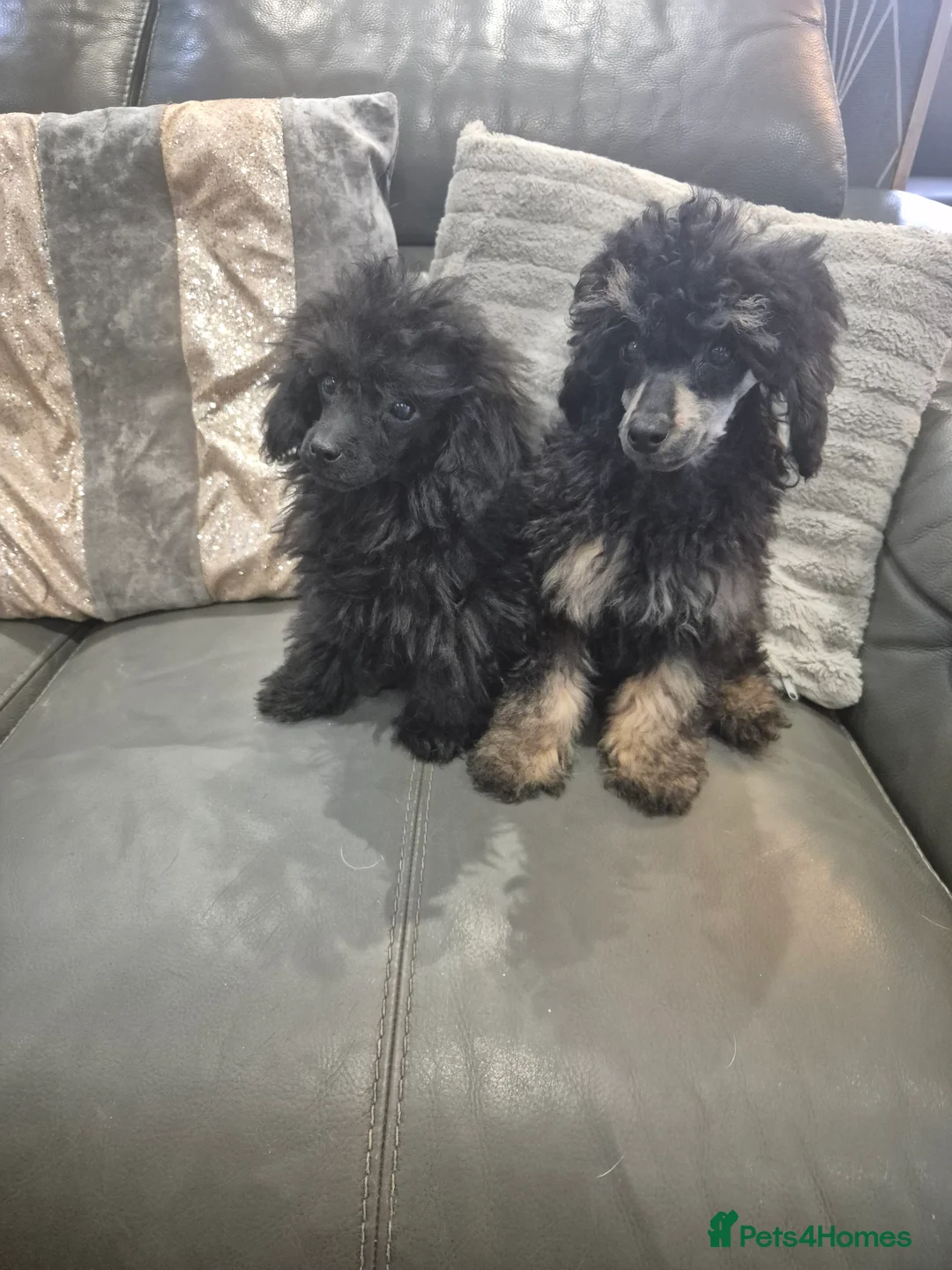 Toy Poodle dogs for sale: Poodle boys (toy x aisan) - Advert 7