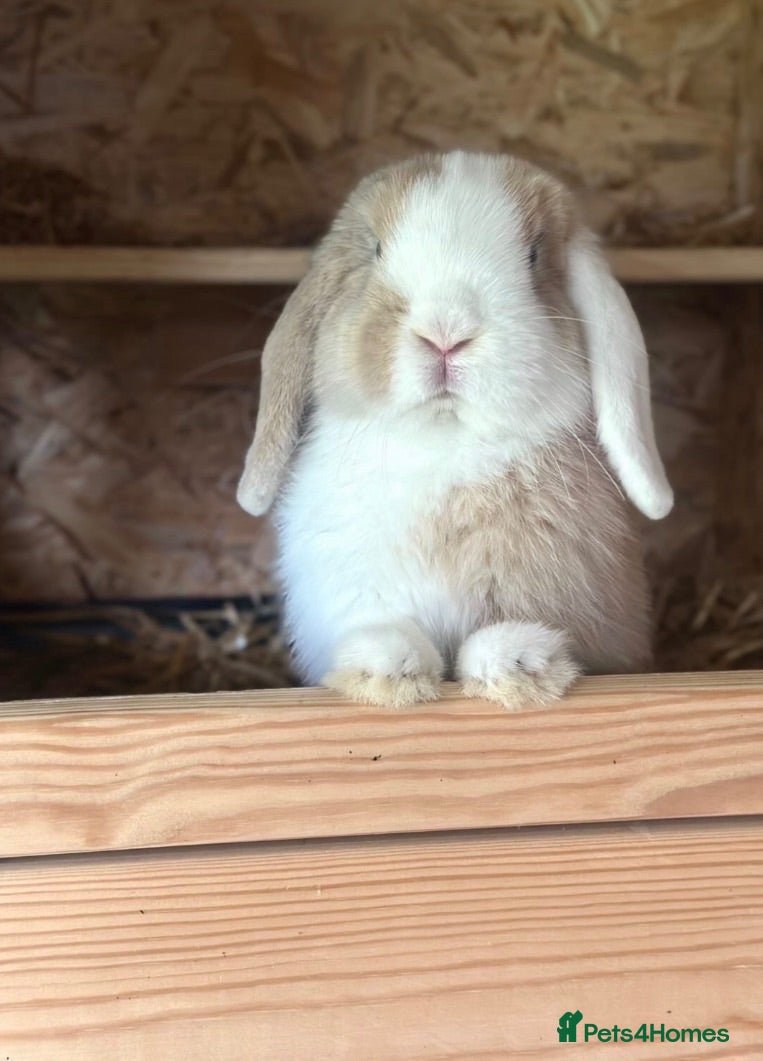 Mini Lop rabbits Gorgeous Minilop Buck  - Advert 1