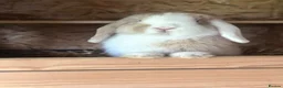 Mini Lop rabbits for sale: Gorgeous Minilop Buck  - Advert 1