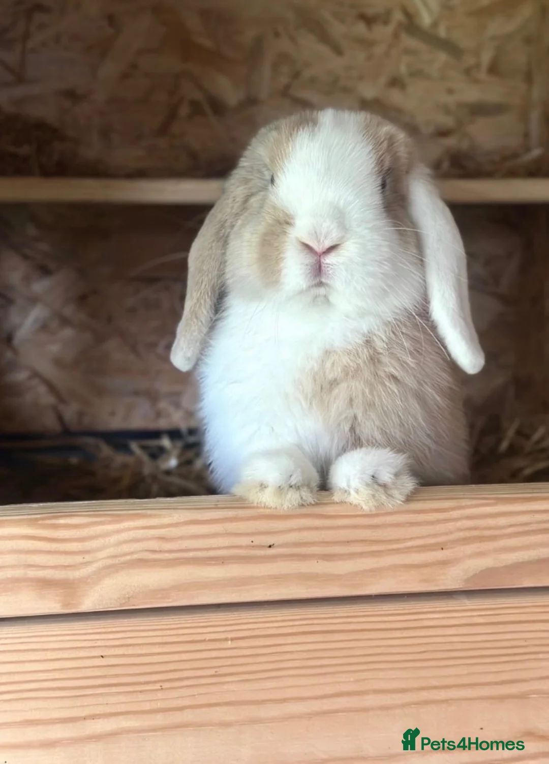 Mini Lop rabbits for sale: Gorgeous Minilop Buck  - Advert 1
