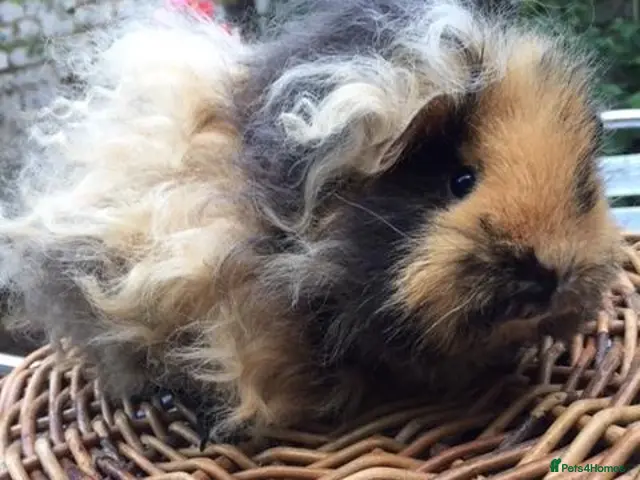 Guinea Pig rodents for sale: BEAUTIFUL BABY TEXELS - Advert 1