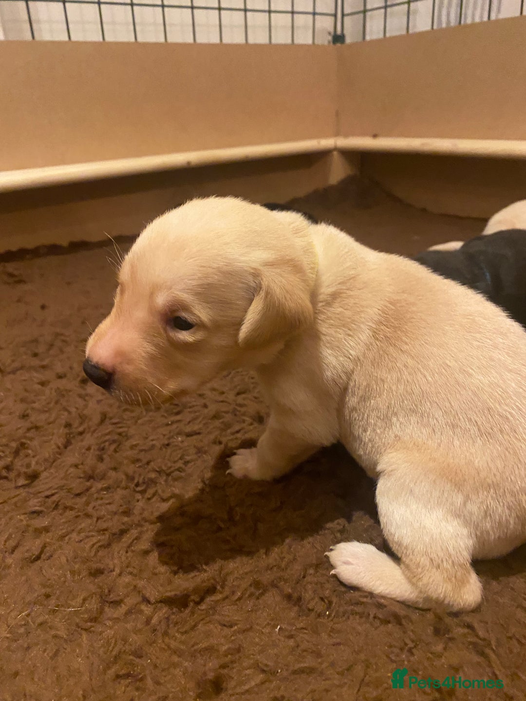 Labrador Retriever dogs for sale: KC registered Labrador puppies - Advert 17