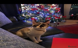 Mixed Breed cats for sale: Two adult cats for sale  - Image 4
