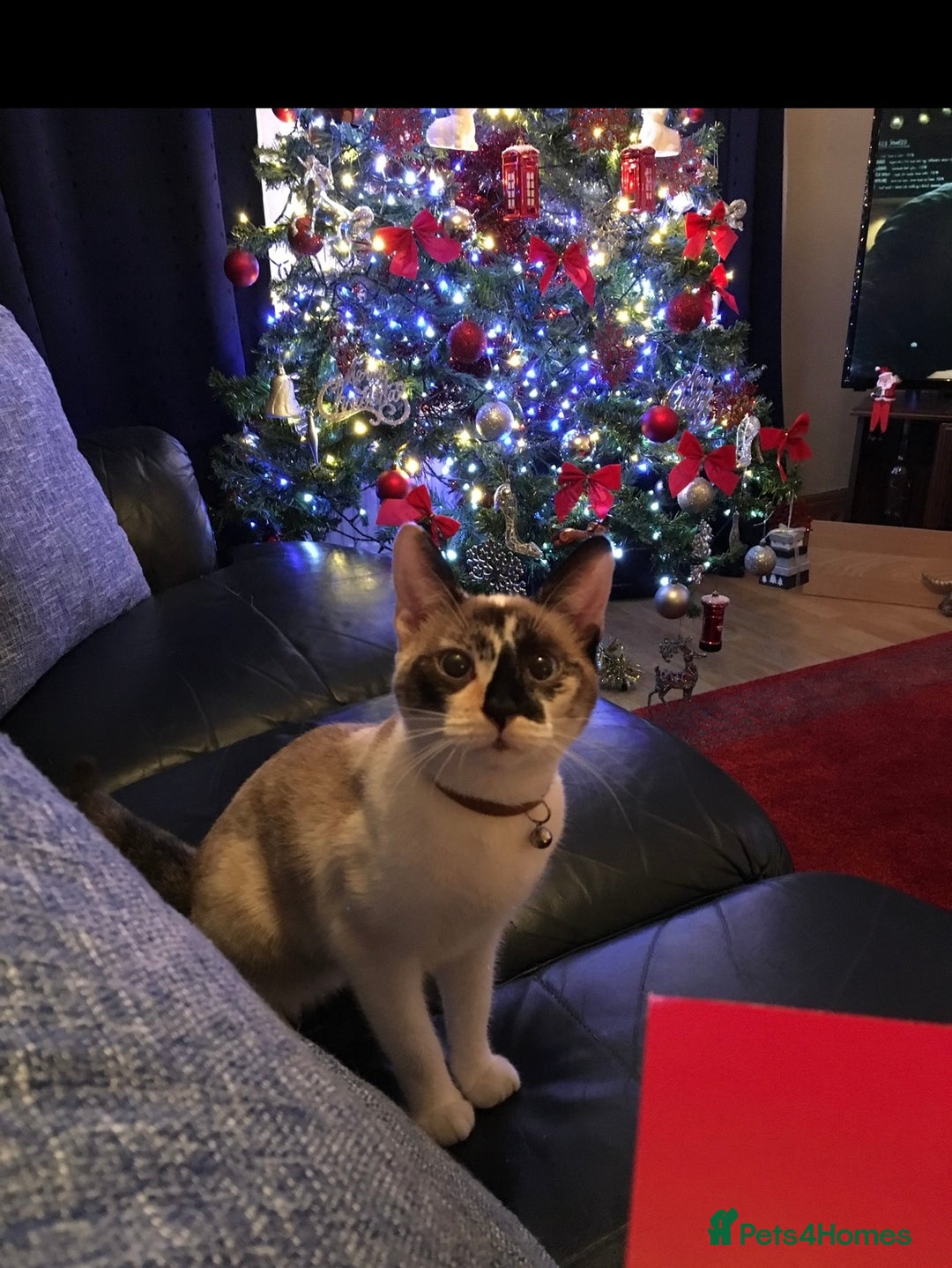Mixed Breed cats for sale: Two adult cats for sale  - Image 4