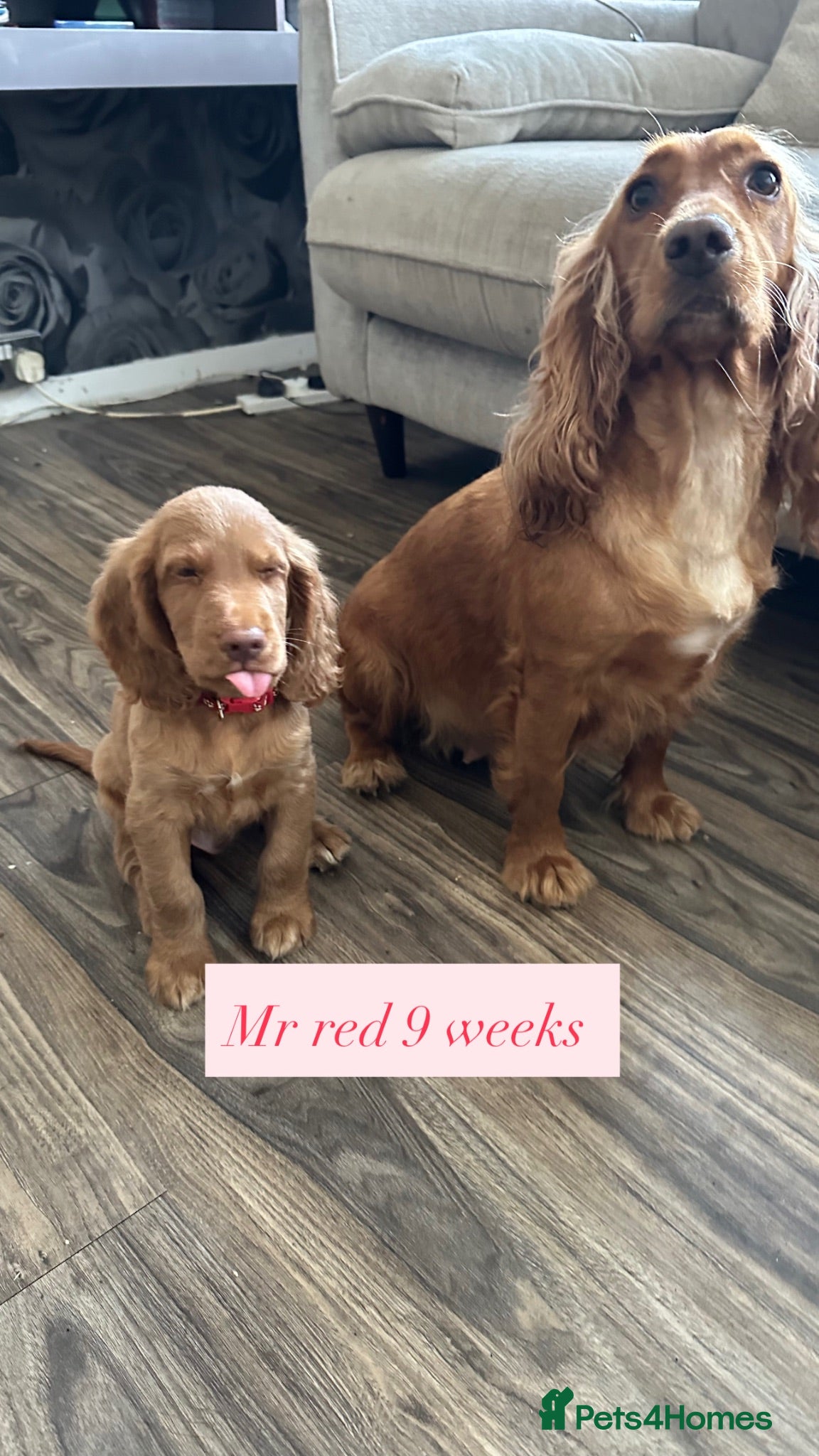 Cocker Spaniel dogs top class red cockers 3 boys left  - Advert 1