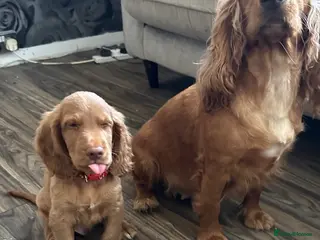 Cocker Spaniel dogs top class red cockers 3 boys left - Advert 2