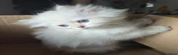 British Longhair cats for sale: Golden British longhair pure bloodline  - Advert 13