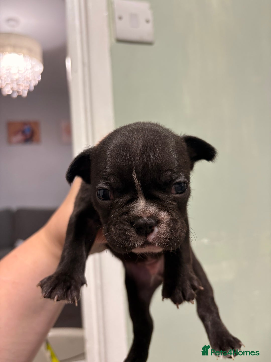 French Bulldog dogs for sale: French bulldogs  - Image 5