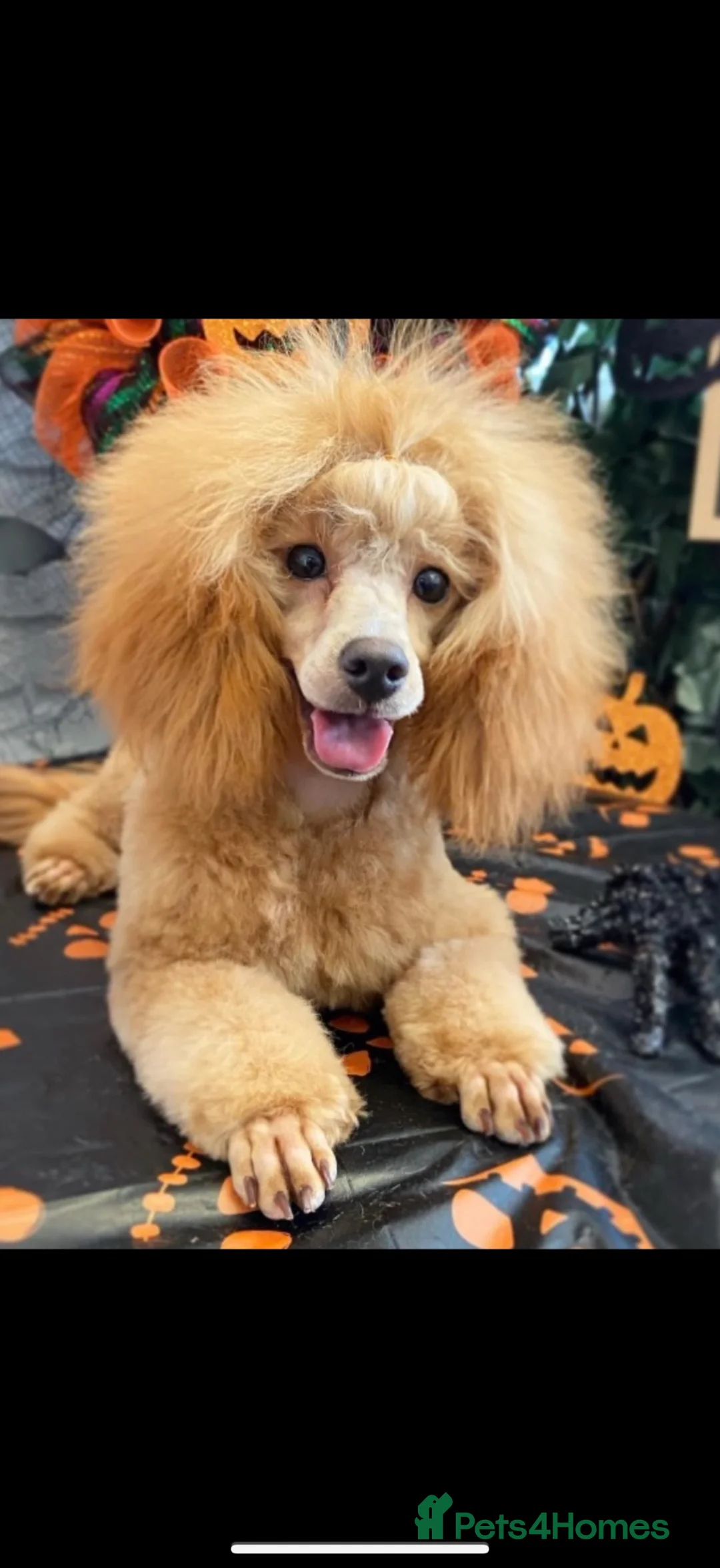 Toy Poodle dogs for sale: KC toy poodle bitch  - Advert 2