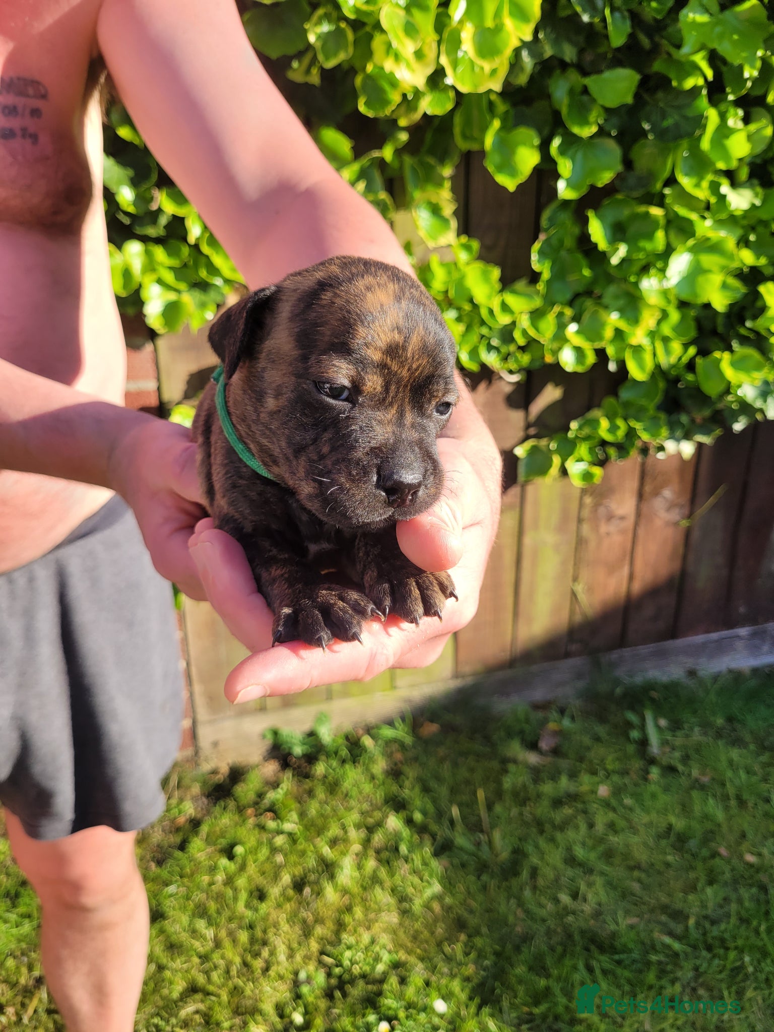 Mixed Breed dogs Staffie cross mastiff - Advert 16