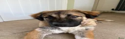 Mixed Breed dogs for sale: Loving Armenian Gampr Male 7 months old in Saltburn-by-the-Sea - Advert 10