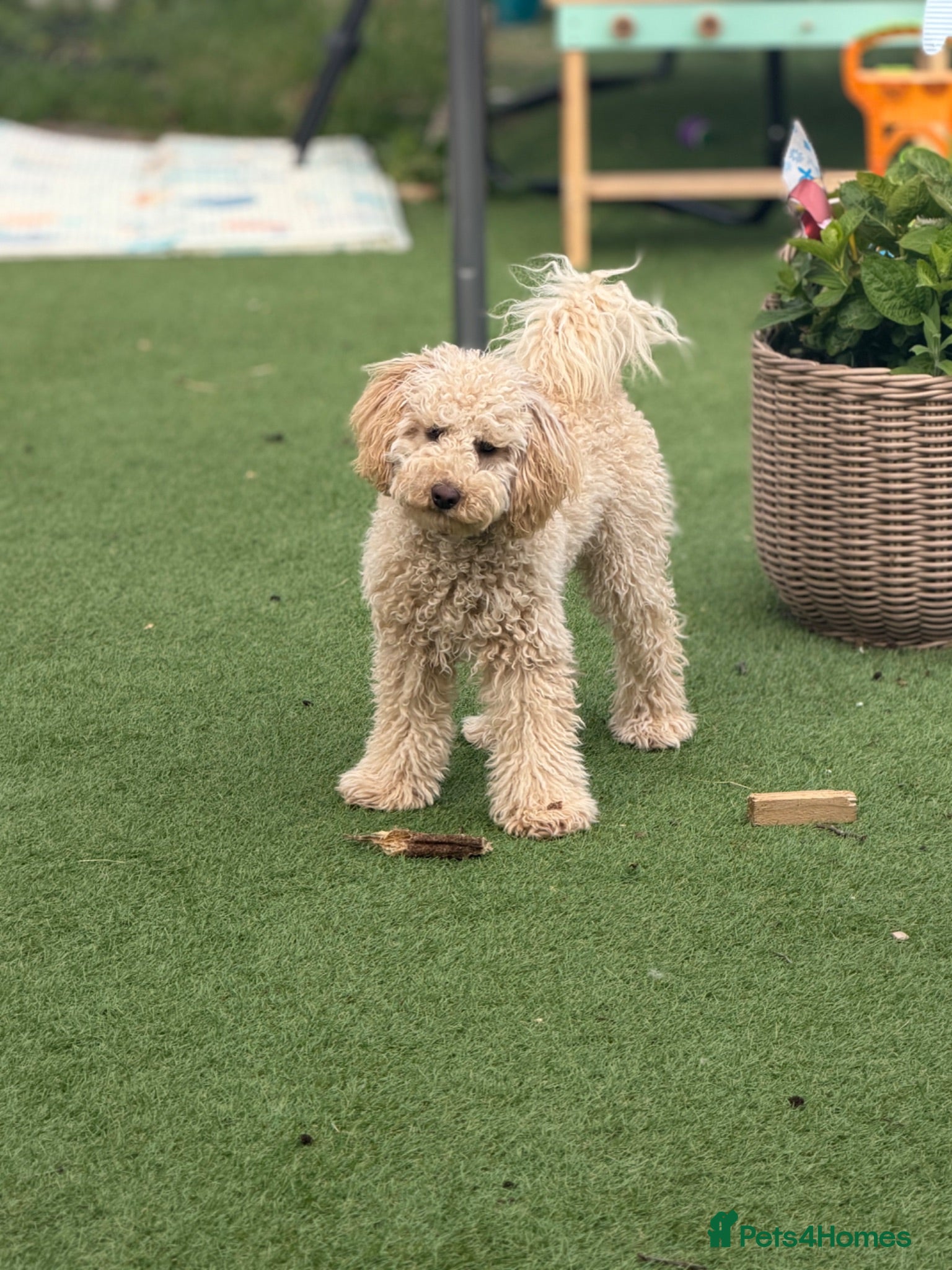 Cavapoo dogs female Cavapoo - Advert 1