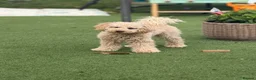 Cavapoo dogs for sale: female Cavapoo in Northampton - Advert 1
