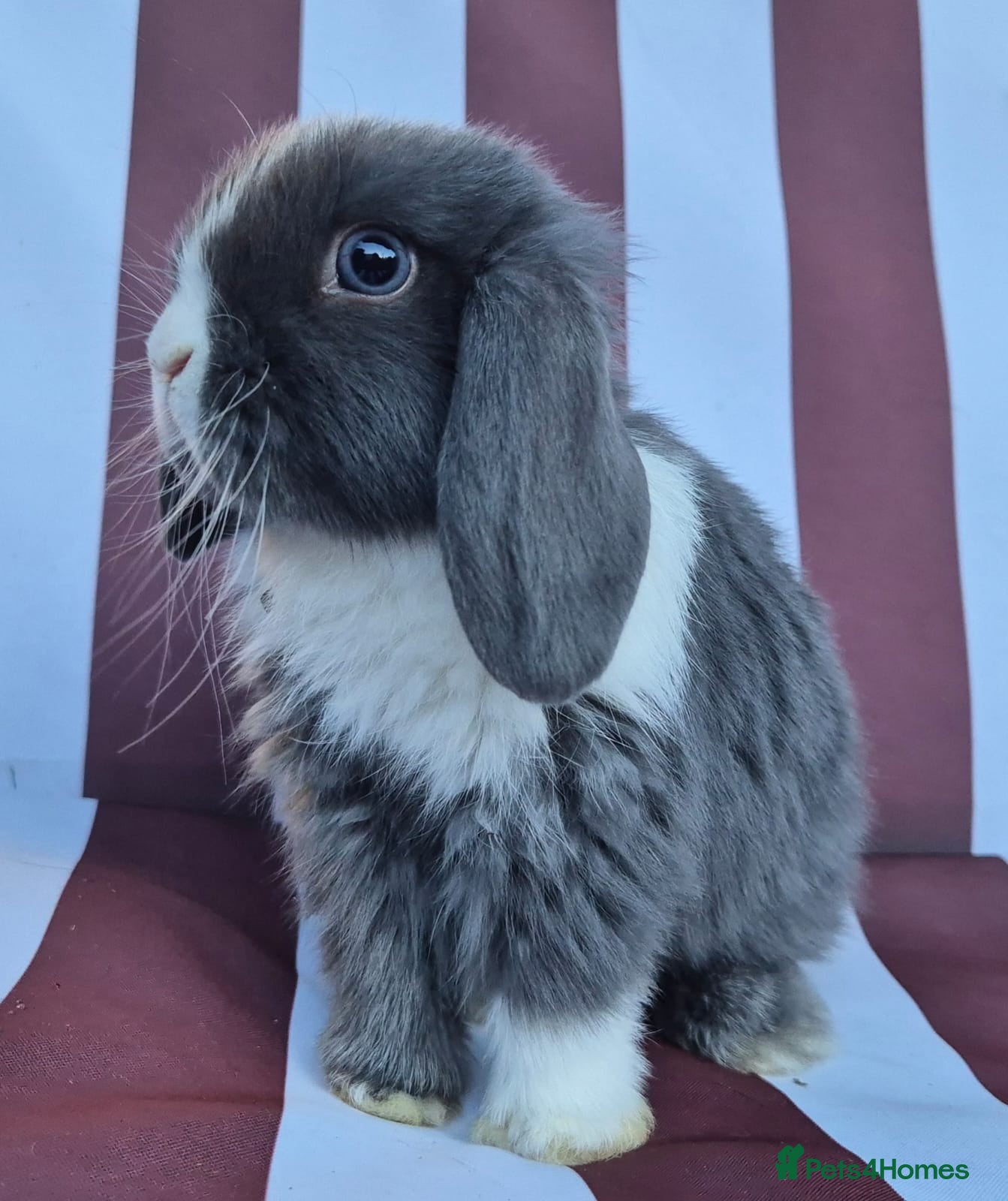 Mini Lop rabbits Mini lops does and bucks 8 weeks old today 08/06 - Advert 1