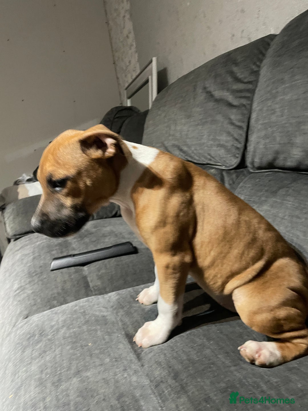 Staffordshire Bull Terrier dogs for sale: Beautiful staff pups for sale - Image 27