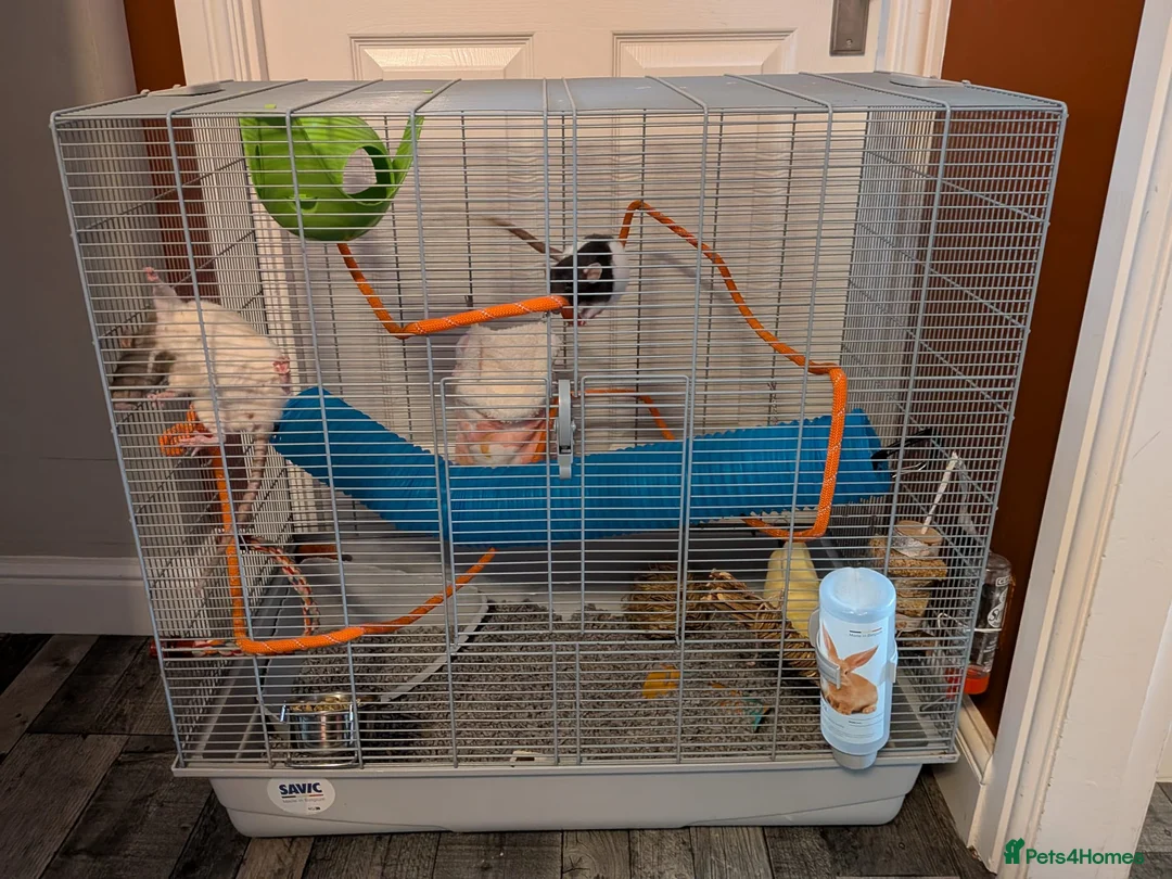 Rat rodents for sale: 2 bonded female rats in Middlesbrough - Advert 1