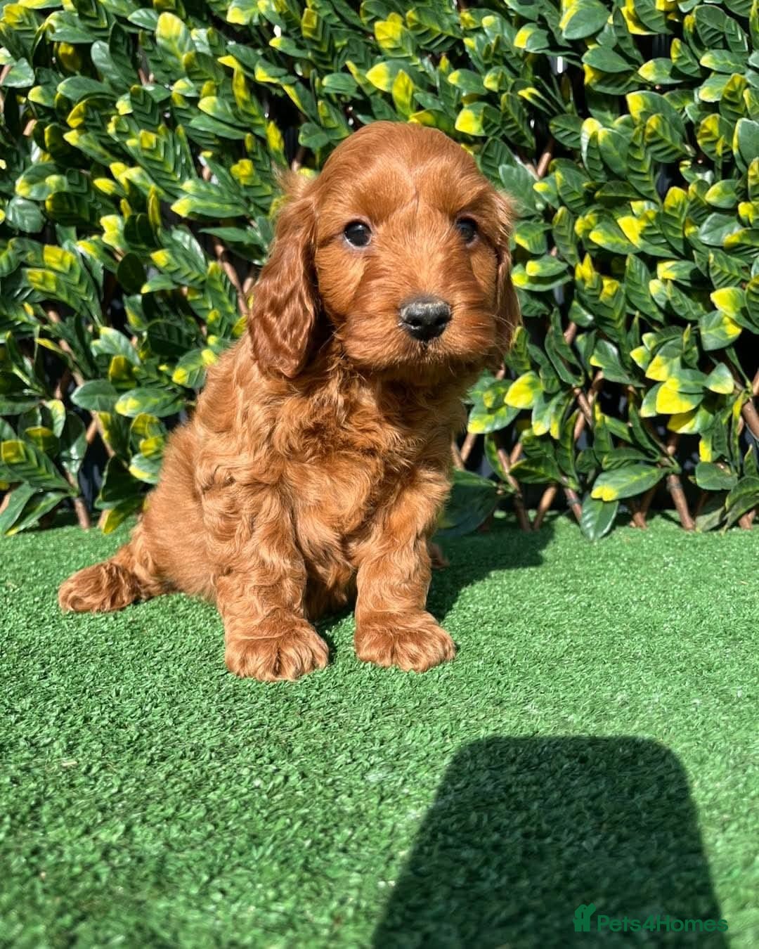 Cavapoo dogs for sale: Health checked Red cavapoo puppies - Image 5