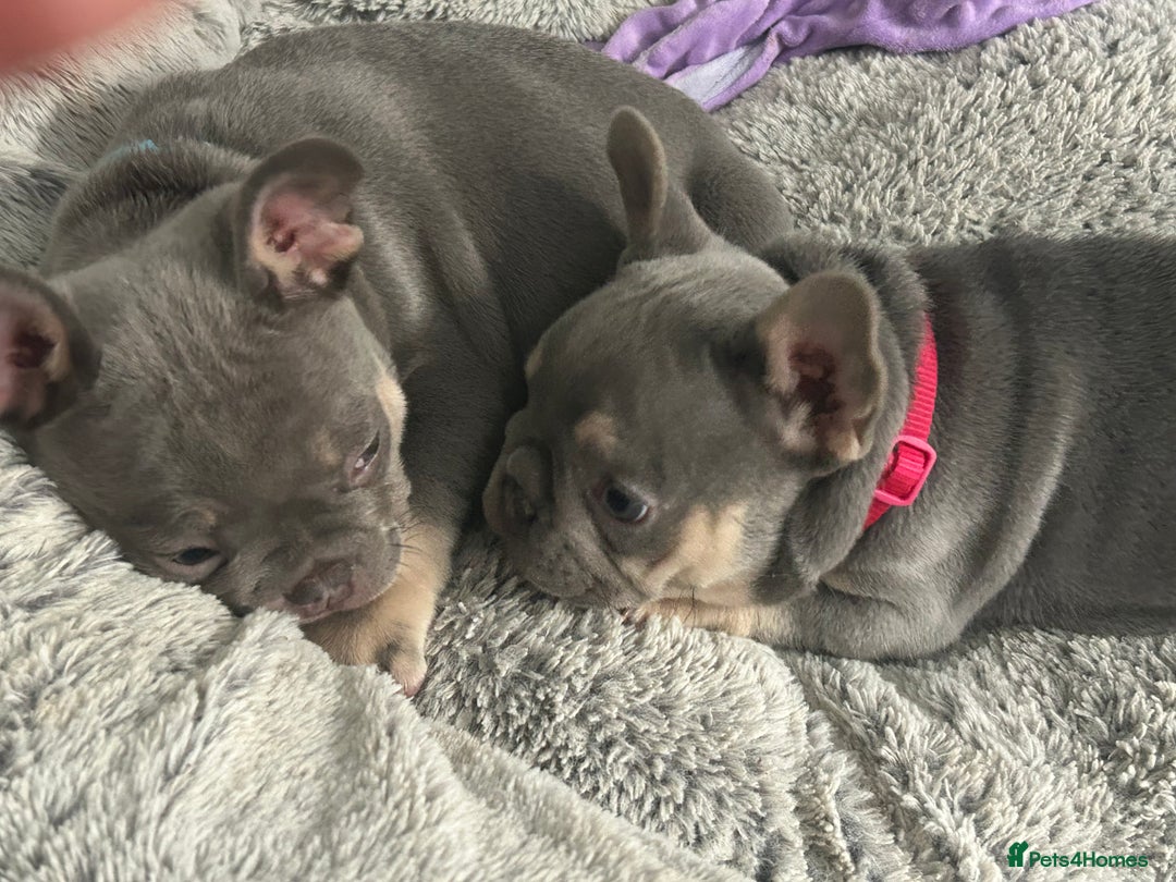French Bulldog dogs for sale: *READY TO LEAVE* stunning lilac/tan girl frenchie - Image 24