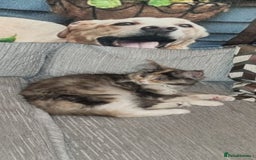 Maine Coon cats for sale: 2 FEMALE MAINECOON KITTENS  - Image 10