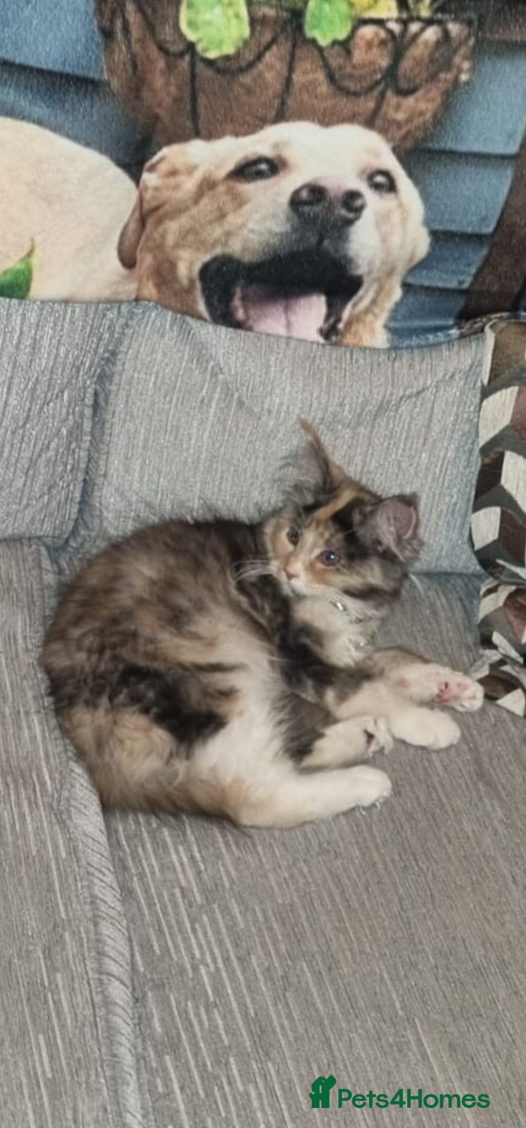 Maine Coon cats for sale: 2 FEMALE MAINECOON KITTENS  - Image 10