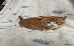 Maine Coon cats for sale: Main coon x  - Image 13