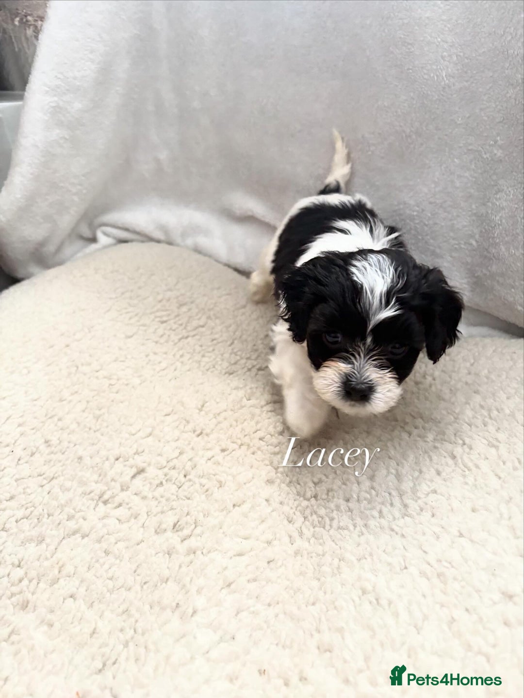 Mixed Breed dogs for sale: 6 beautiful Shihpoo + cotton de Tulear puppies - Image 16