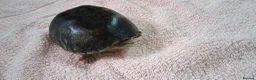 Turtle reptiles for sale: Healthy Pet Musk Turtle.Available with Full Setup. in Nottingham - Advert 1